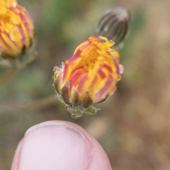 Crepis vesicaria taraxacifolia