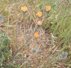 Crepis vesicaria taraxacifolia