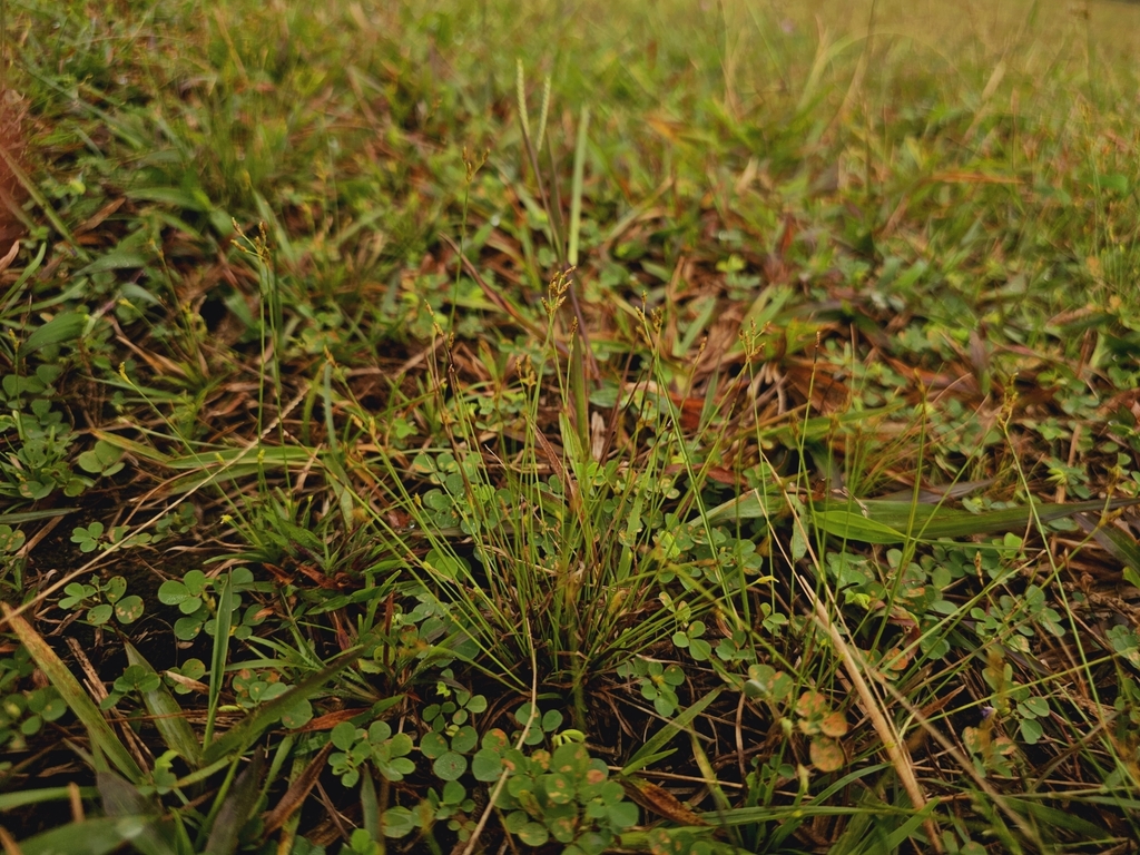 Fimbristylis obtusata (Fimbristylis obtusata)