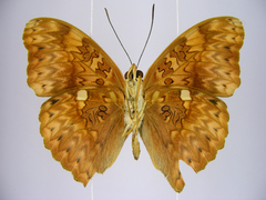 Cymothoe excelsa regisleopoldi