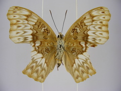 Cymothoe excelsa regisleopoldi