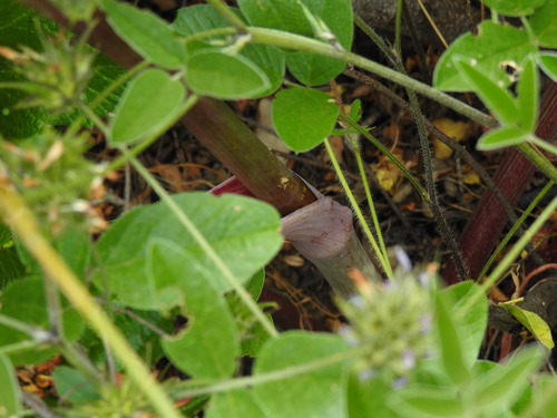 Image of Thapsia nitida by (c) Duarte Frade, some rights reserved (CC BY)