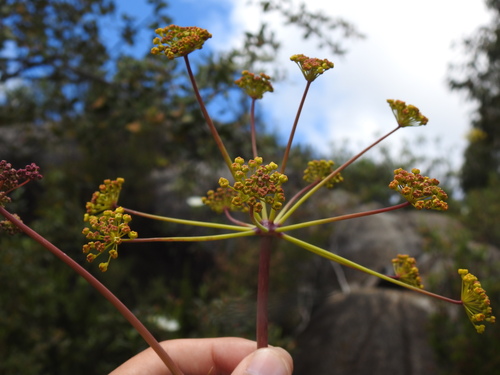 Image of Thapsia nitida by (c) Duarte Frade, some rights reserved (CC BY)