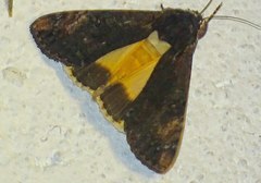 Ulotrichopus primulina
