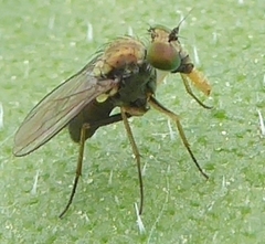 Achradocera barbata