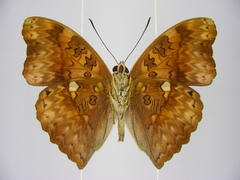 Cymothoe excelsa regisleopoldi