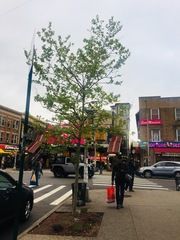 Platanus × hispanica