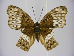 Cymothoe excelsa regisleopoldi