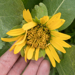 Wyethia helenioides