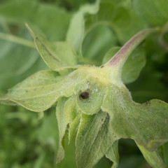 Wyethia helenioides