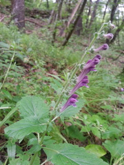 Scutellaria columnae