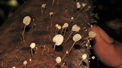 Gloiocephala