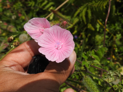 Image of Malva hispanica by (c) Duarte Frade, some rights reserved (CC BY)