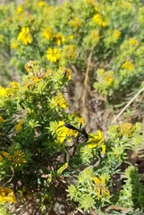 Deinandra clementina