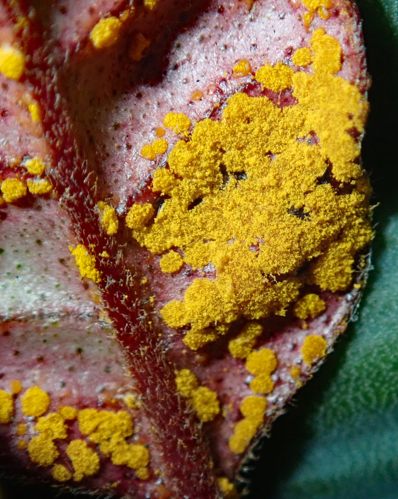 Austropuccinia