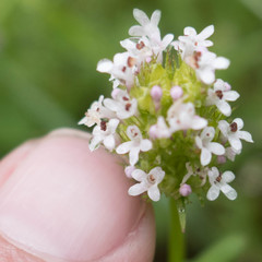 Plectritis macrocera