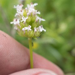 Plectritis macrocera