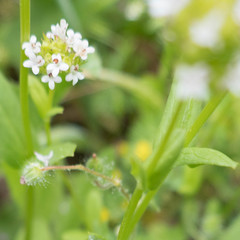 Plectritis macrocera