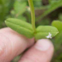 Plectritis macrocera