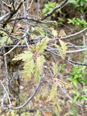 Quercus × undulata
