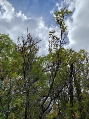 Quercus × undulata