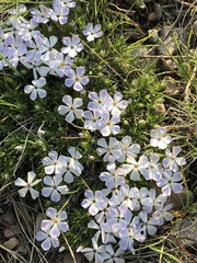 Phlox missoulensis