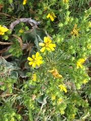 Deinandra greeneana peninsularis