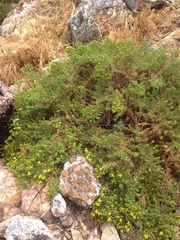 Deinandra greeneana peninsularis