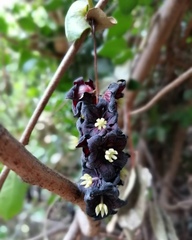 Lardizabala biternata