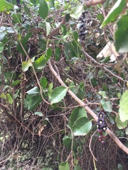 Lardizabala biternata