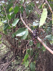 Lardizabala biternata