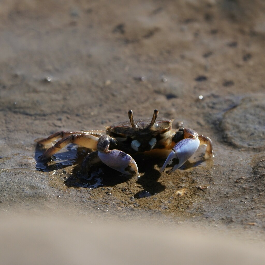 Macrophthalmus pacificus from Fernbank Creek NSW 2444, Australia on May ...