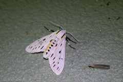 Ectypia bivittata