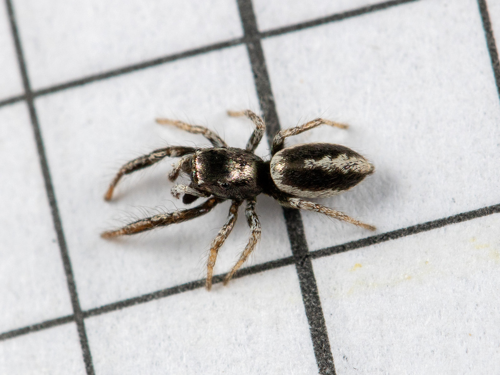 Salticus karakumensis