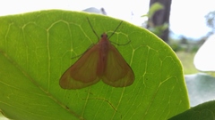 Eubaphe