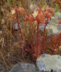 Dudleya virens virens