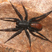 Araña de Mancha Roja Imitadora de Hormigas - Photo (c) David Hill, algunos derechos reservados (CC BY)