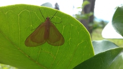 Eubaphe