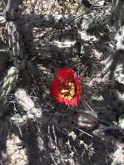Cylindropuntia thurberi versicolor