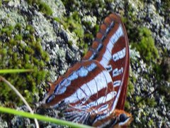 Charaxes druceanus