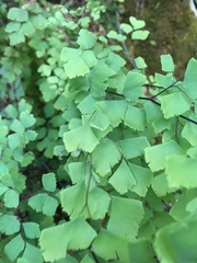 Adiantum shastense