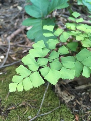 Adiantum shastense image