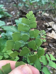 Adiantum shastense image