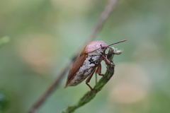 Tessaratoma papillosa