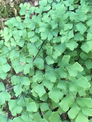 Adiantum shastense