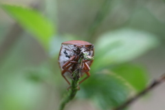 Tessaratoma papillosa