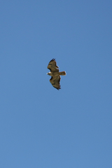 Buteo jamaicensis