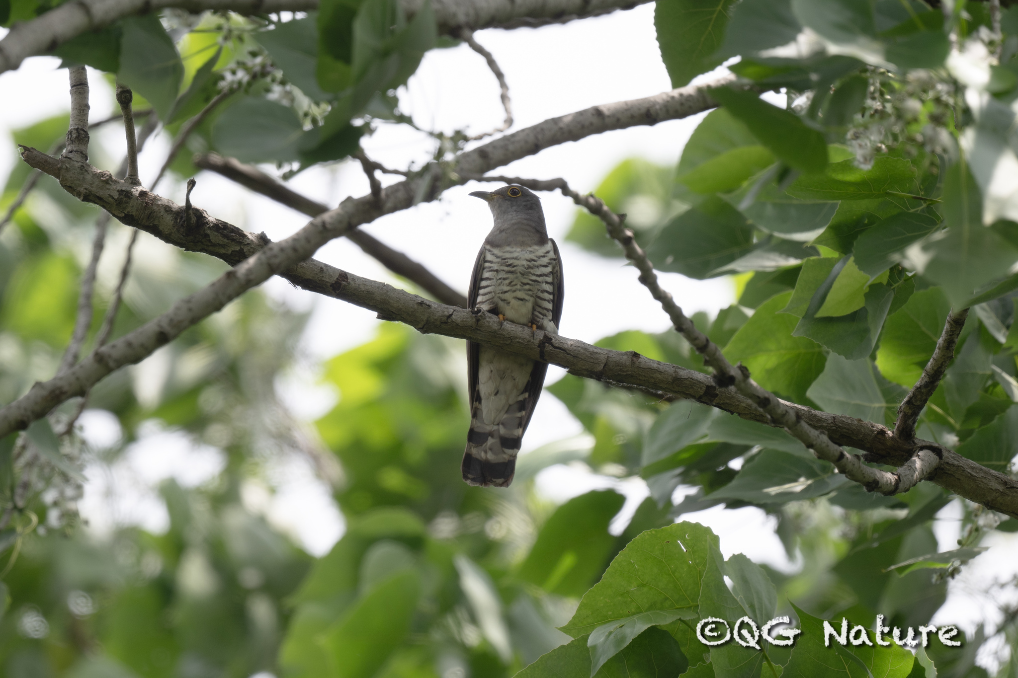 Indian Cuckoo