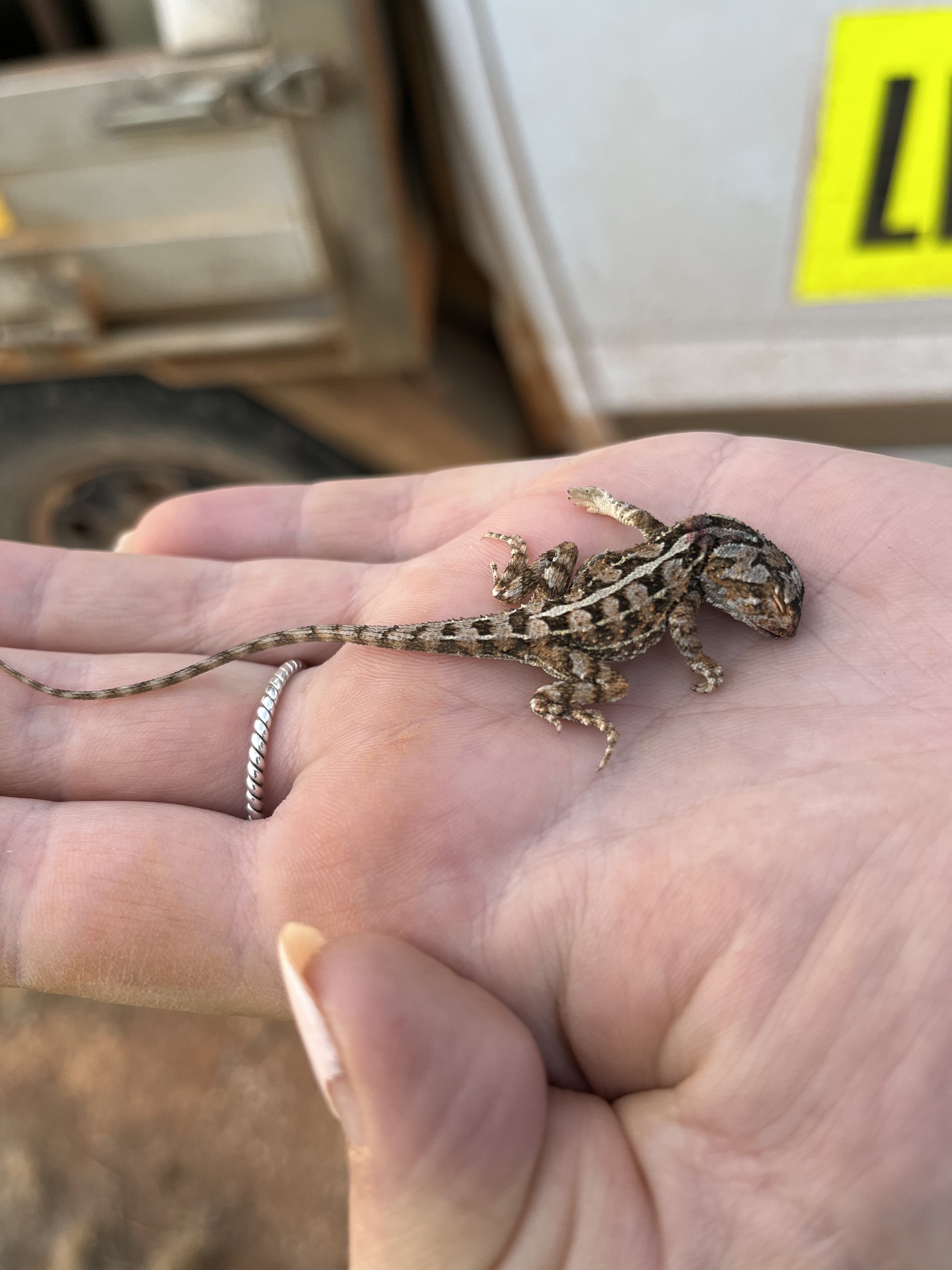 Houston's Earless Dragon photo 4