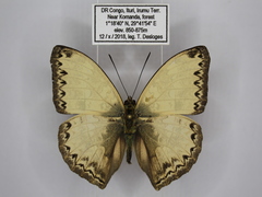 Cymothoe harmilla micans